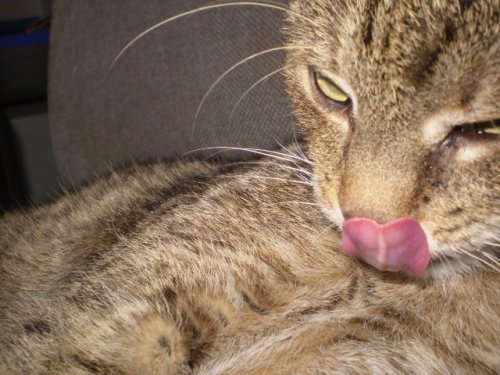 cicaaaaaaaaaaaa