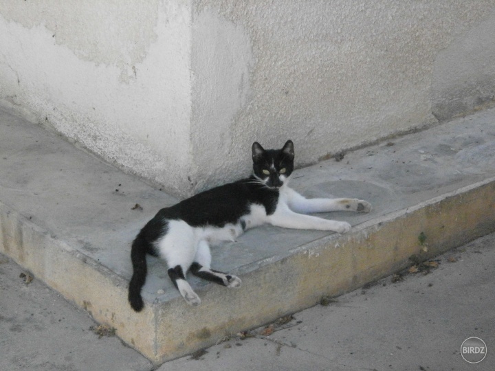 Mačka pri bazilike v Pafose