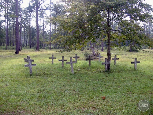 grave yard in the middle of the forgotten forest