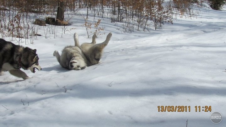 Nie som jediný na tomto svete čo sa teší keď príde zima :)

www.kenaifjords.sk
https://www.facebook.com/Kenai.Fjords
