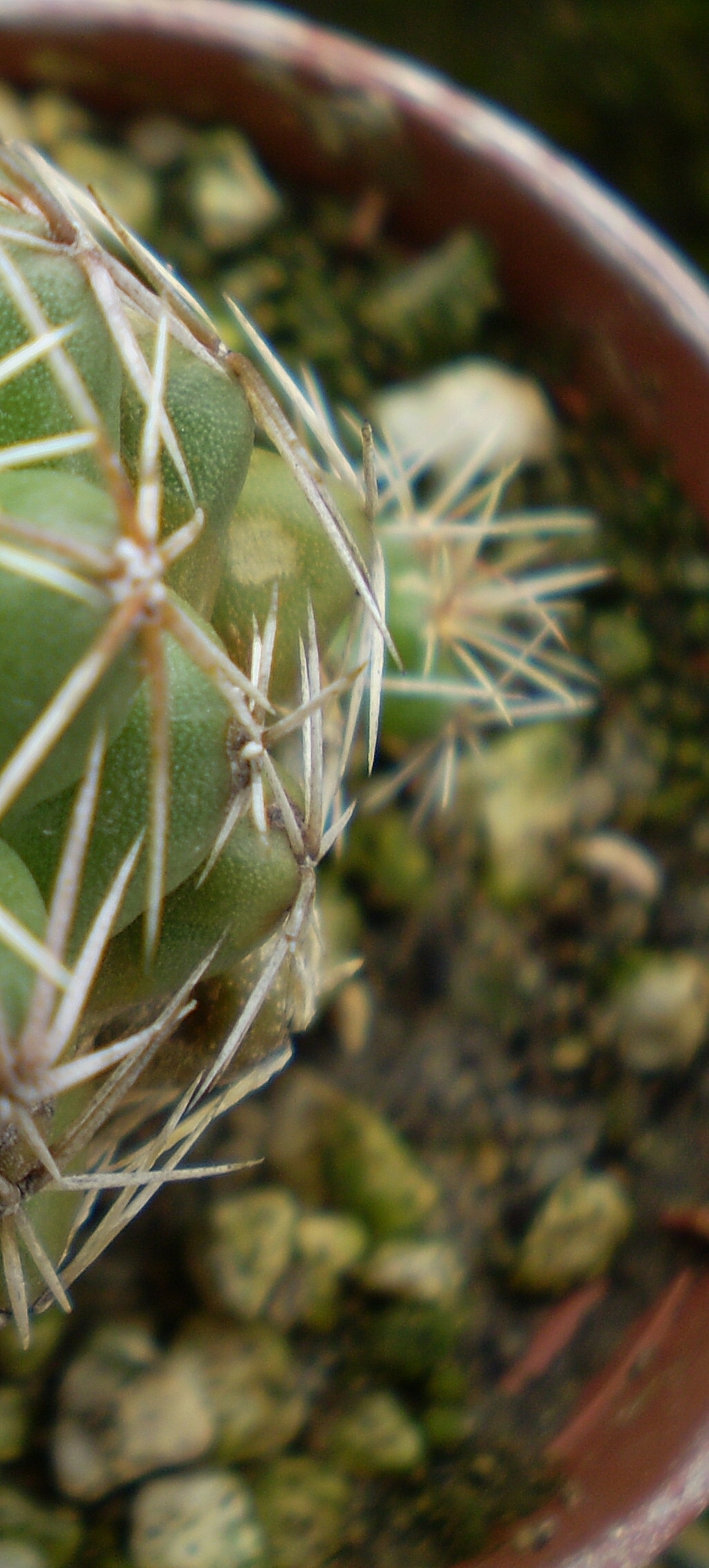 Kaktusák.čo dodať-pichlavý