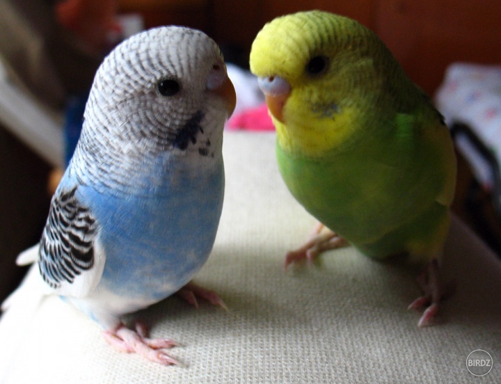 Pipo a Rio:D