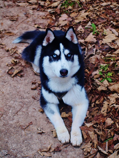 Nanuk :)