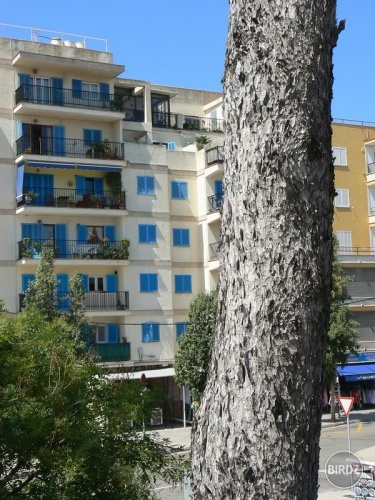 nejaká ta architektúra malorská