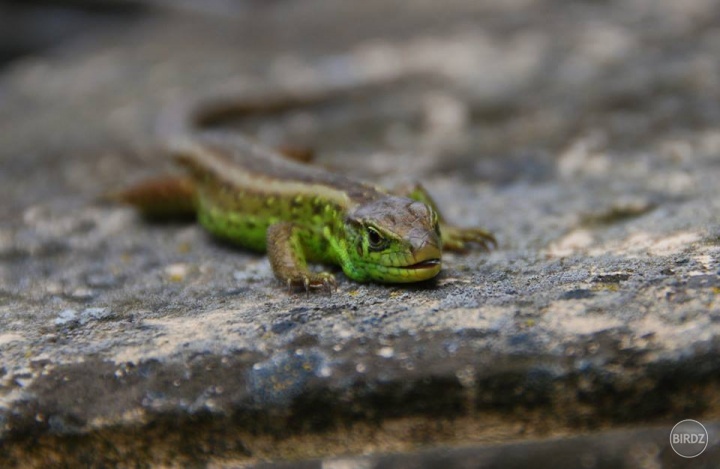 Jašterica krátkohlavá stredoeurópska - Lacerta agilis agilis - samička 