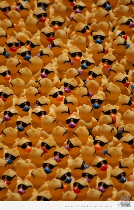 vidíte tu aj nejakých birdzákov? :D 