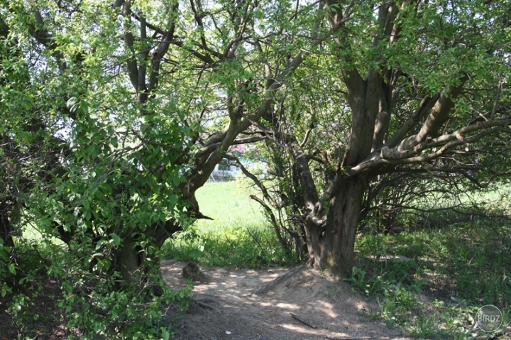 Obrázok