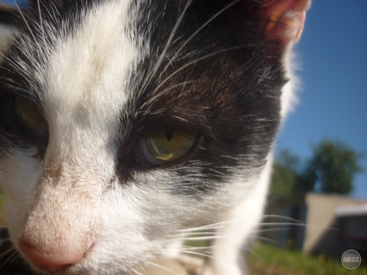 Samko :)