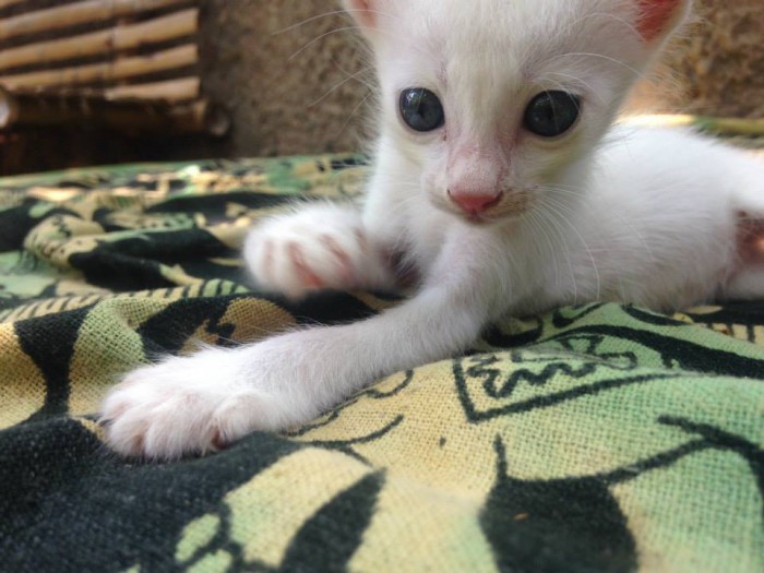  jedna moja sesternica je mmntálne v Indii a takéto krásne koťátko tam odfotili ^_^ musela som sa oň s vami podeliť, lebo je úplne najroztomilejšie ^_^
