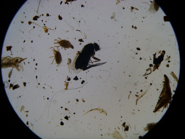 roztočíky :) a niečo z rodu Diptera alebo čo všetko sa nájde v sýkorčom hniezde :)