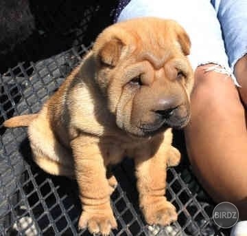 malunký shar-pei, také chcem :)