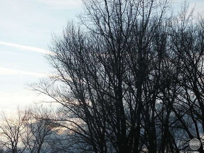 trees