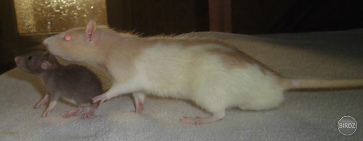 Obrázok
