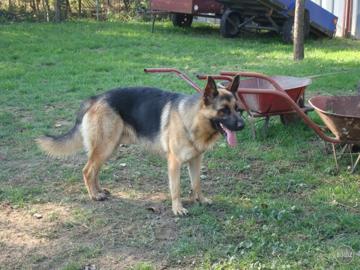 Obrázok