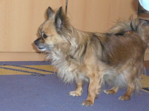 Obrázok