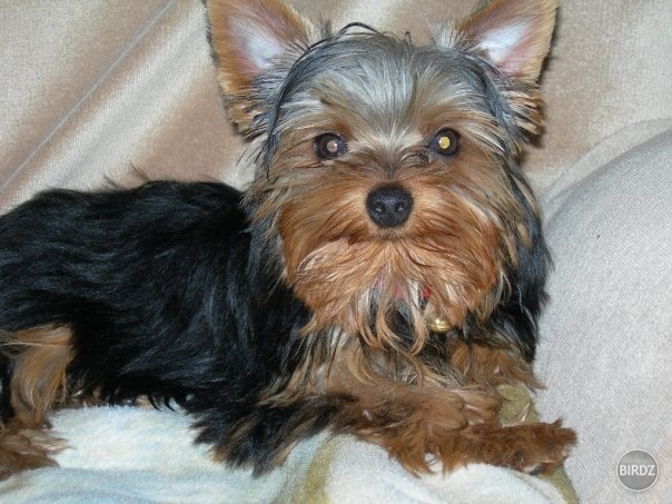 R.I.P. Killer :(