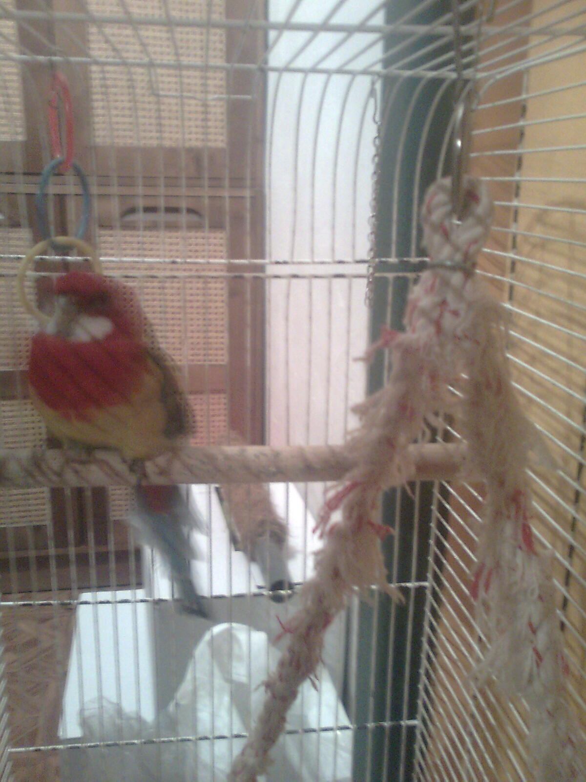 Môj papagáj, ten si tiež odžil :)