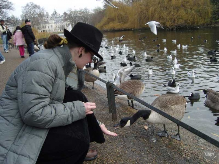 St. James´ Park mi neskutočným spôsobom prirástol k srdcu a k duši. Už sa veľmi teším na letnú alebo akú dovolenku, kedy sa zase vyberiem po jeho chodníčkoch, budem k sebe vábiť veveričky a tak... :) 