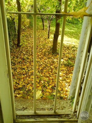 zátišie