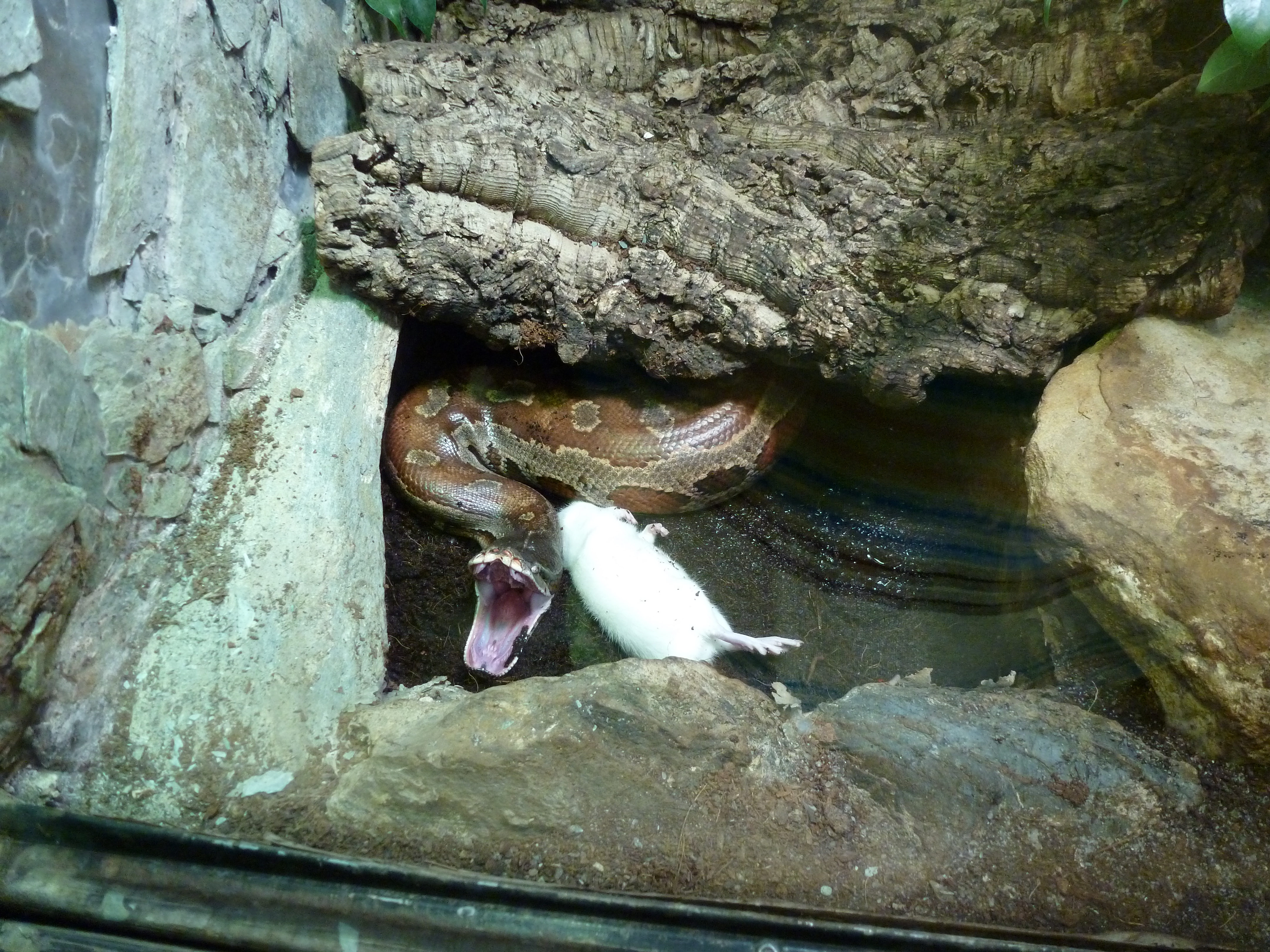 Obrázok