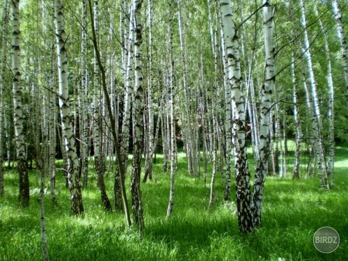 brezový lesík