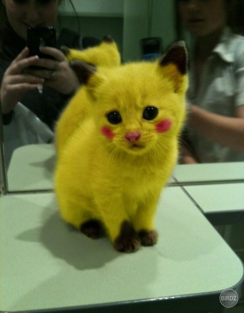 aký pokémon :D :P