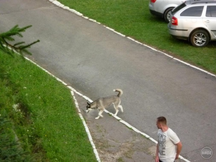 Husky bol s nami!!!! :D SP