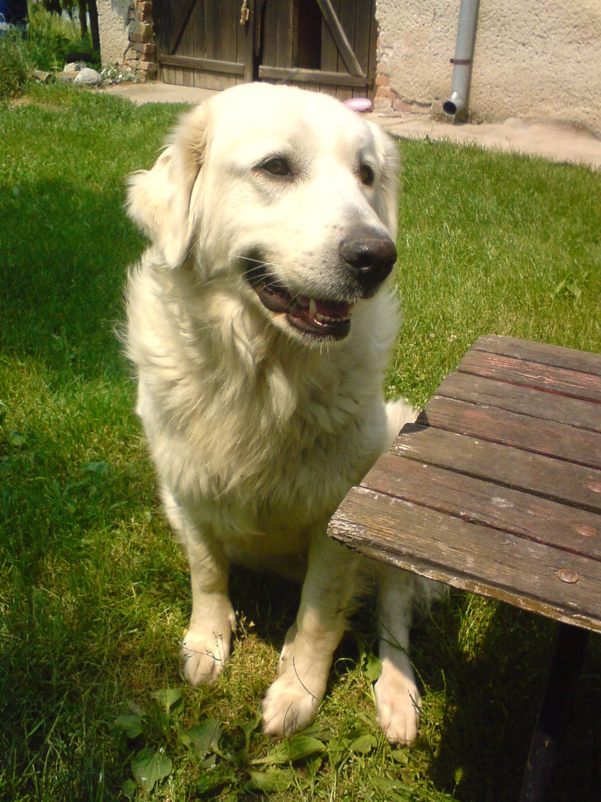 Sára