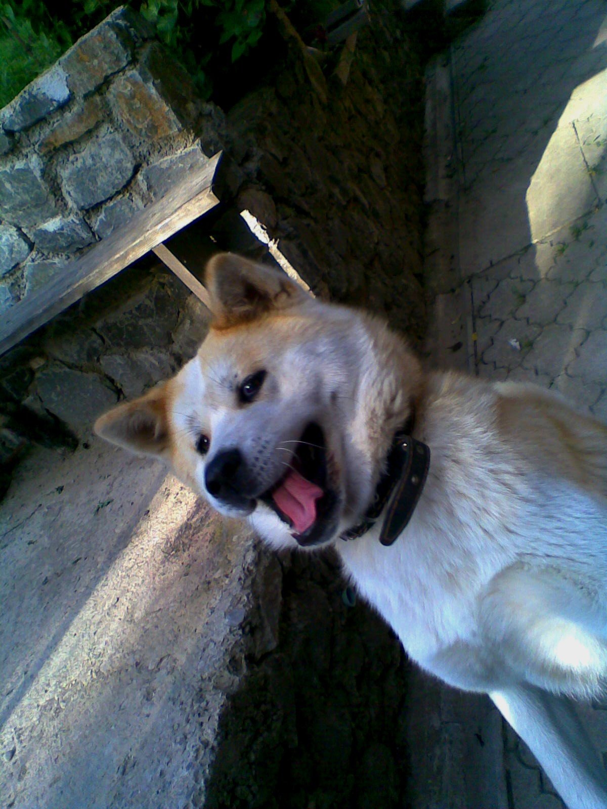 akcna fota mojho dogyho :-))))