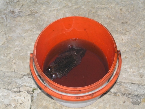 neco cudne co chytali pri mole