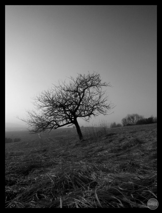 Strom, Tree