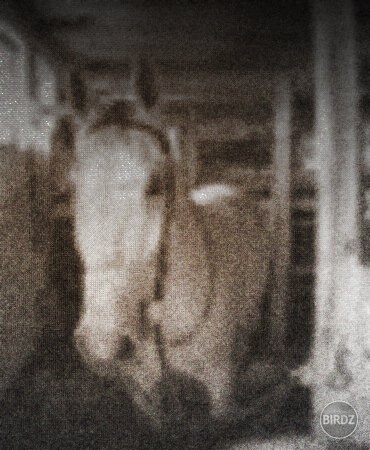 Taurinka