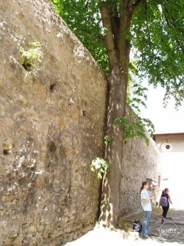 Obrázok