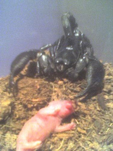 predator vs votrelec