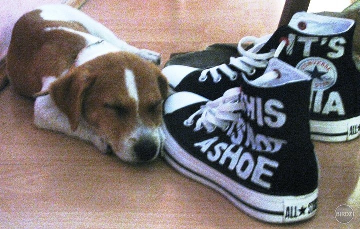 Ozzy with my converse :)