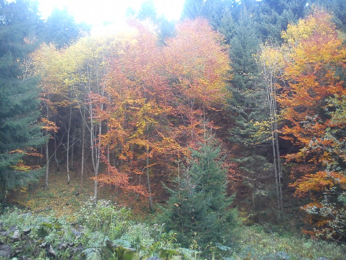 Obrázok