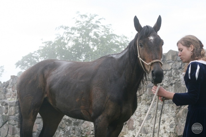 na tomto koni sa mohli deti povoziť na rytierskych dňoch na Pustom hrade vo Zvolene