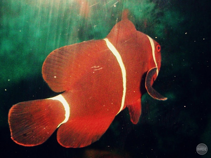 nemo :) 