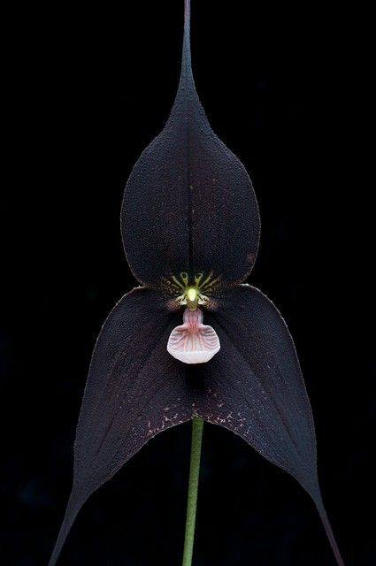 Dracula........