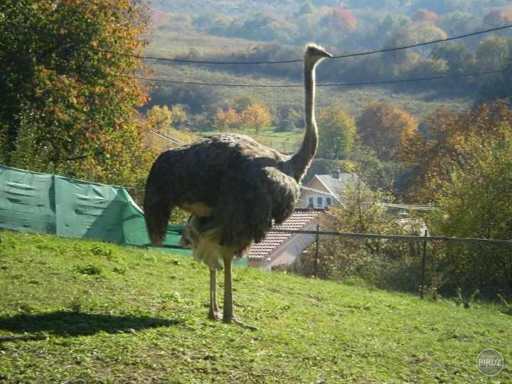 Na výbehu nad Handlovou