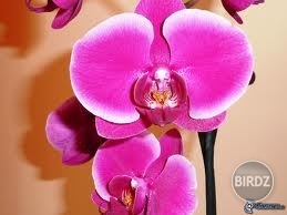 Orchidea