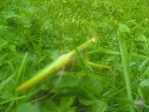 modlivka zelena na trávniku