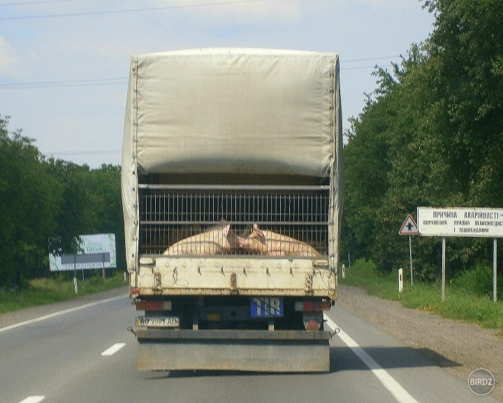 Môže sa tiež pred vás dostať auto, ktoré vezie svine :D