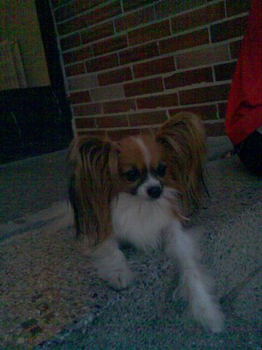 my dog - Charlie