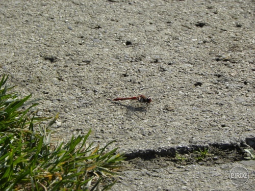 dragonfly