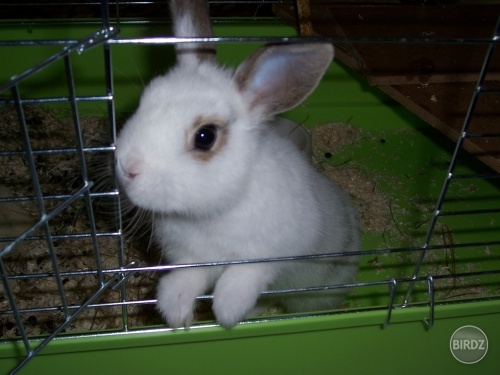 môj domáci zajačik :)