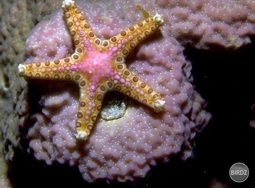 Sea star