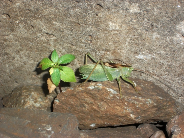 Obrázok