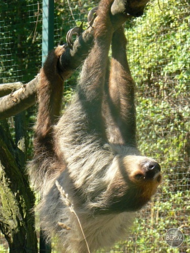 Obrázok