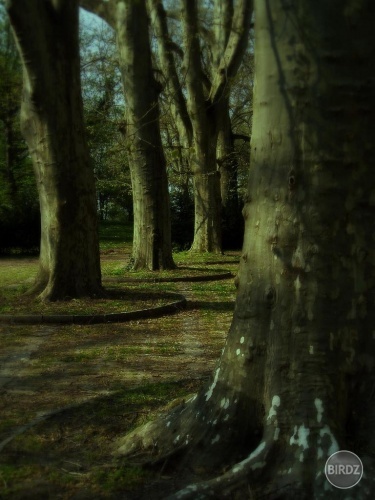 la belle solitude